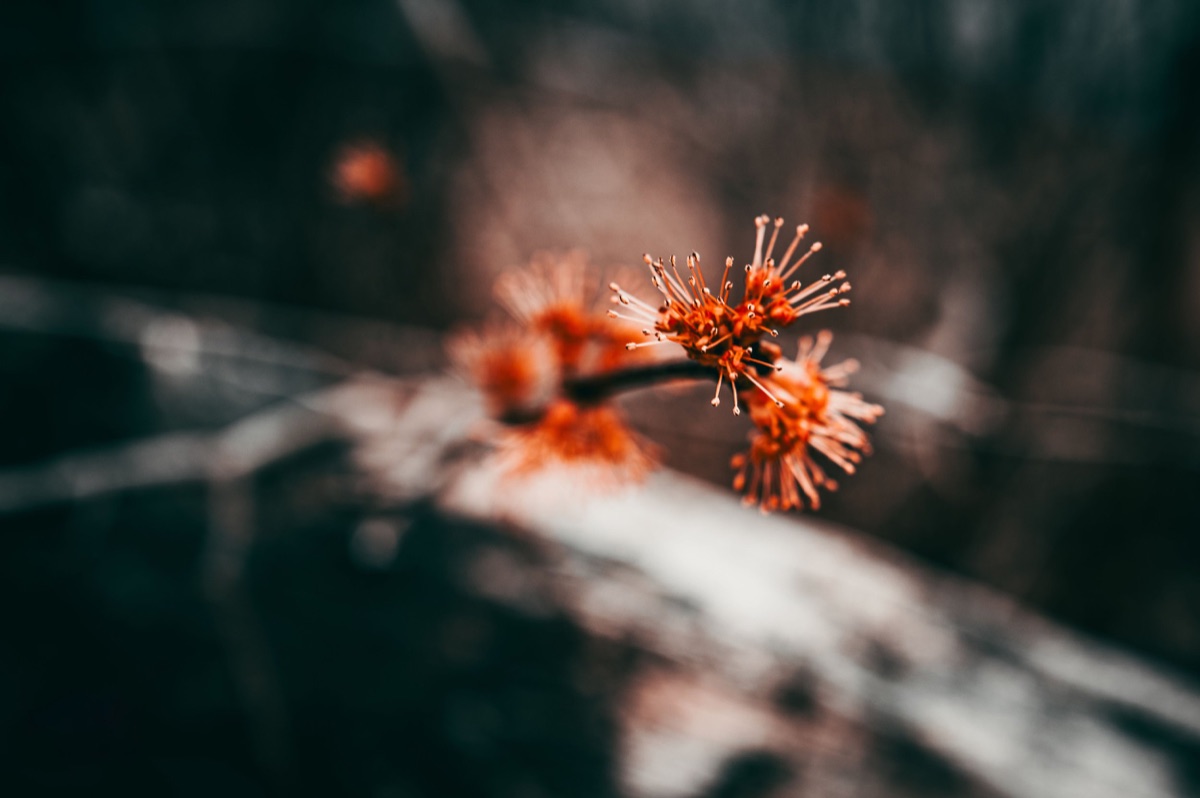 Photograph by Brandon Edling