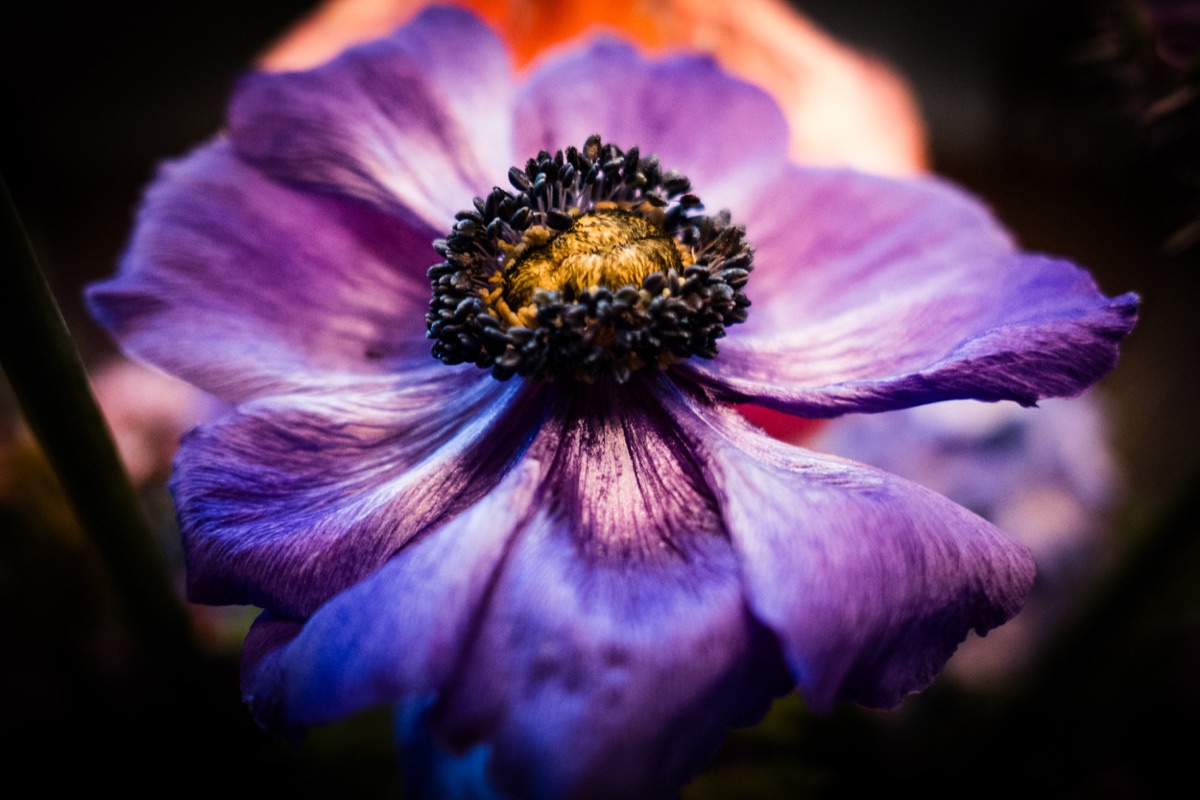 Photograph by Brandon Edling