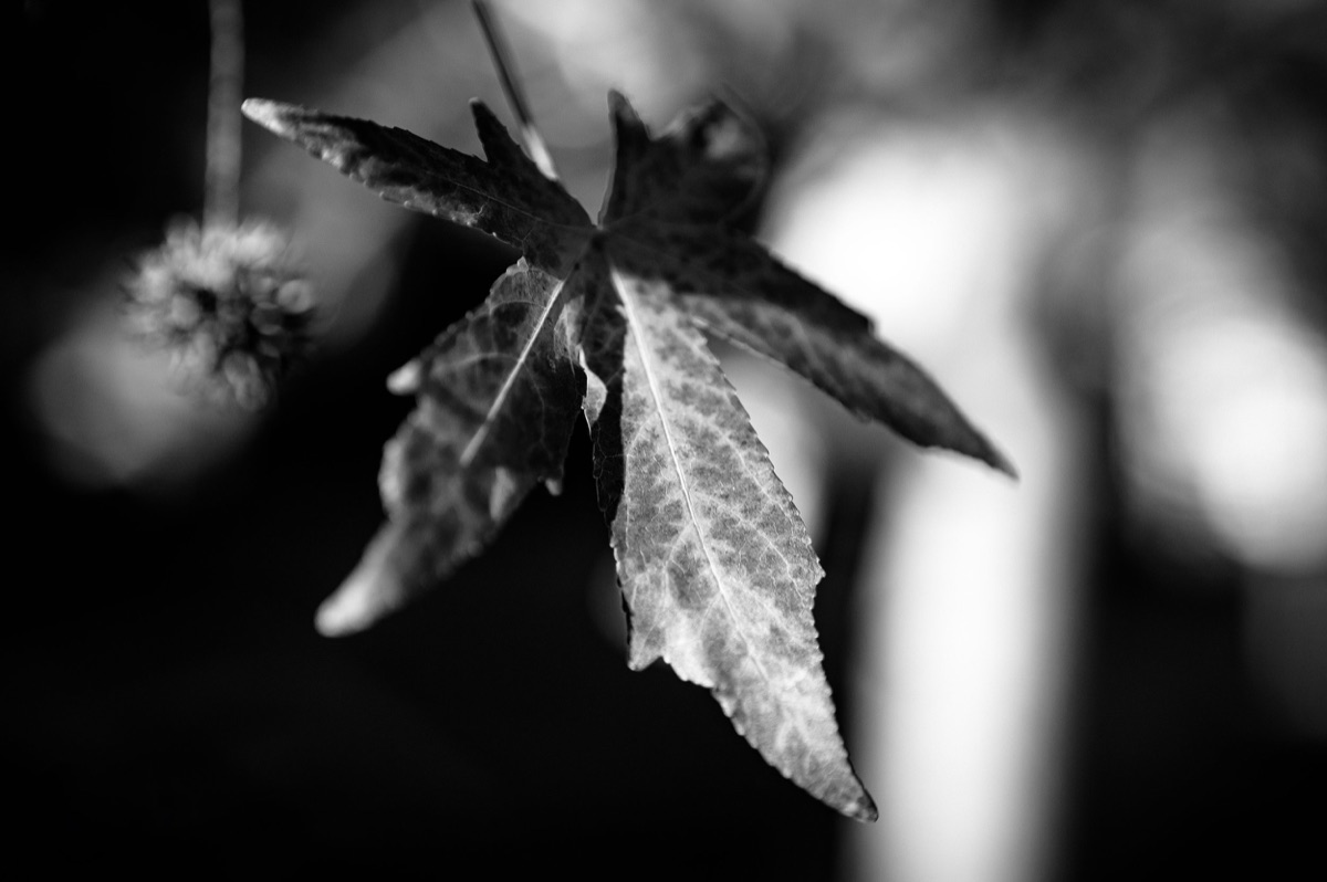 Photograph by Brandon Edling